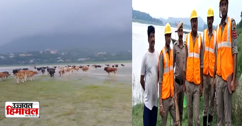 Himachal: Rescue of 200 cattle trapped in the middle of Govind Sagar lake